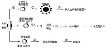 基因工程核心步驟與植物組織培養技術解析